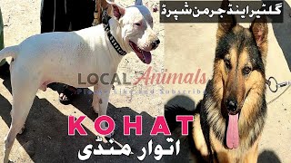 Kohati Gultair Dog | Puppies | German Shepherd | Famous kohat dog market@LOCAL ANIMALS