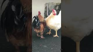 என் ஆளுக்கு எவன்டா தல பொங்கல் கொண்டாடுவது🐓🐔 #funny_chicken #kozhi_koothugal #funny #shorts 🤣😂😅