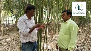 Tulda bamboo खेतीसे बास उद्योग बढाने के बारेमे संदीप माळीसे पाटलोबा पाटील की बातचीत