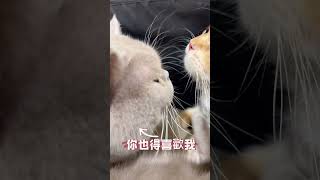 道上有這種規矩喔🤣🤣🤣 #shorts #catvideo #貓咪影片