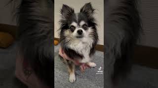 お正月気分が抜けない　あんず姉ちゃん🤣　　#ワンコどうでしょうチャンネル #犬のいる生活 #シニア犬 #14歳#チワワ#あんず