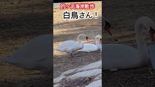 海岸散歩してたら白鳥が居た〜 #別府