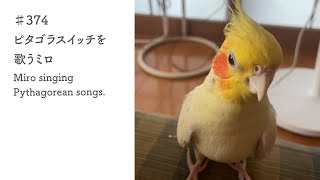 ♯374　ピタゴラスイッチを歌うミロ｜Miro singing Pythagorean songs.