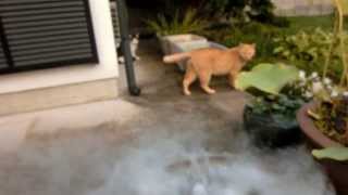 【面白い！猫にドライアイスの煙を見せてみた】 I showed the smoke of dry ice to cats.