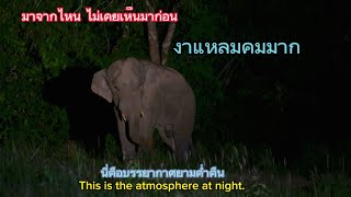 Ep 496 ช้างหนุ่มมาจากไหน?? เสียงสัตว์ป่าในเวลากลางคืนบนเขาใหญ่#wildlife #เขาใหญ่#elephant #ช้าง#new