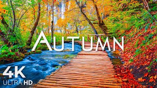 Enchanting Autumn Forests with Beautiful Piano Music🍁4K Autumn Ambience \u0026 Fall Foliage