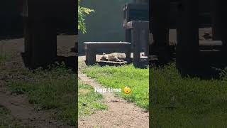 Hyena having a nap 😴