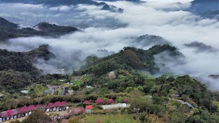 #空拍 #苗栗獅潭 #蓮台山妙音苑 #櫻花與雲海