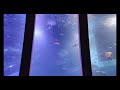 【水族館】横浜・八景島シーパラダイス アクアミュージアム 大水槽 ※2023.10