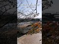 丸岡城 霞ヶ城公園の工事進んでます 撮影 23.11.3 shortsvideo shortvideo short shorts shortfeed 丸岡城 お城 工事 fukui