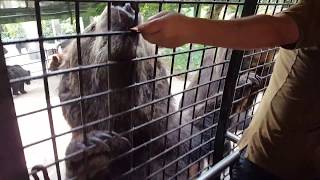 深圳野生動物園餵黑熊