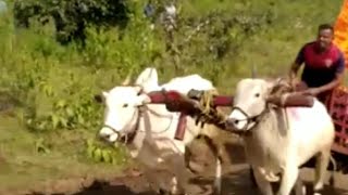 || Jabardast Khillari Racing Bulls Running in Bullock cart Race ||