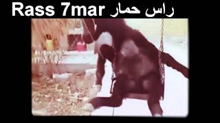 ((راس حمار Rass 7mar)) هههههههههههه ضحك حتى موت