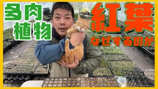 多肉植物はなぜ紅葉するの？そのメカニズムを簡単にご紹介！