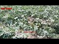 high yielding hybrid okra best okra variety bhindi ki kasht okra farming agri expert