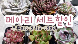 메아리다육농장/메아리세트 할인