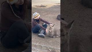 誰もが驚いた観光客と鹿の感動的な友情 nara deer park in Japan