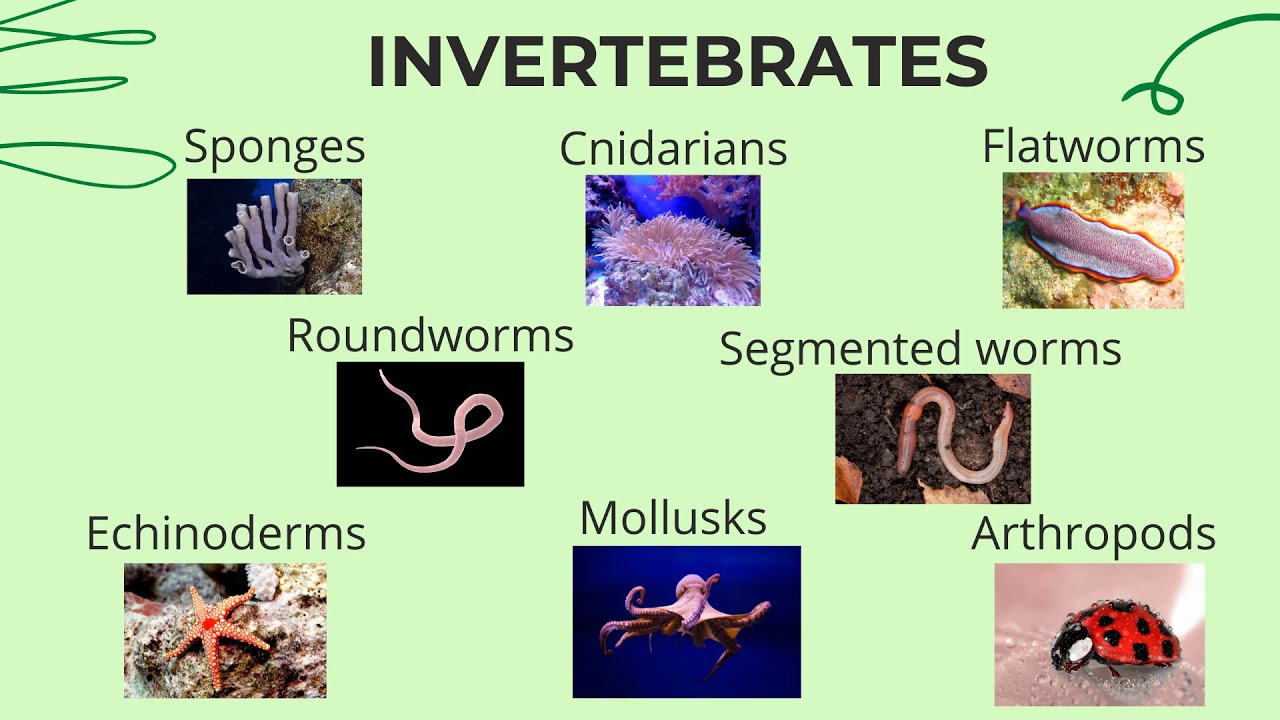 Classification Of Invertebrates Chart With Definitions And, 46% OFF