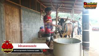 เยี่ยมคอก | สนามกีฬาชนโคสมหวัง | ชน 24 ก.ย.67 |  โคโหนดเพชรแสนชัย