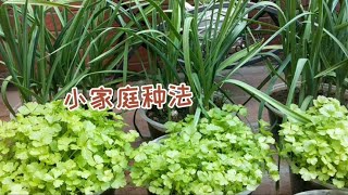 芹菜移栽种植学会这几点，种上一盆够一个小家庭食用，进来看看吧