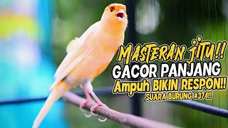 SUARA BURUNG |374| Kenari GACOR PANJANG INI Cocok untuk Masteran KENARI PAUD dan Kenari Macet BUNYI