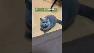 ダッシュで逃げる猫🙀 #cutecat #britishshorthair #cat #かわいい #ブリティッシュショートヘア #猫 #癒し #bsh #ブリショー #ダッシュ