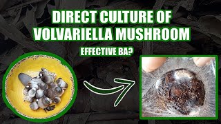 Paano gumawa ng BINHI NG VOLVA MUSHROOM? | Direct Culture Spawn |