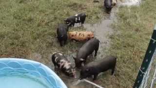 Piglets and Mud