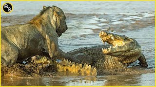 The Greatest Battle In The Animal Kingdom | Lion VS Crocodile