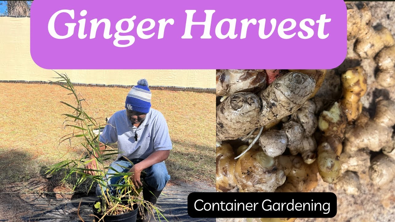 Harvesting Ginger From Container Youtube