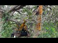 We found an Abandoned Excavator left in woods for 30 years! Will it start?