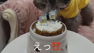 バロンお誕生日おめでとう🎂