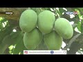 মেহেরপুরে এ বছরও আমের আশানুরুপ উৎপাদন 1jun.21 meherpur mango