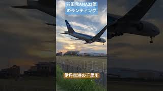 千里川土手で飛行機観察#千里川土手 #伊丹空港