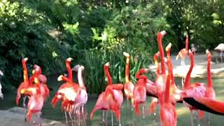 フラミンゴ Flamingo 首をまっすぐ ハーモニーHarmony サンディエゴ動物園