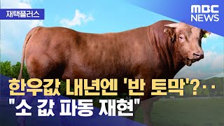 [재택플러스] 한우값 내년엔 '반 토막'?‥\