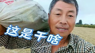 国庆节:河北老农种的甜玉米遥遥领先，甜玉米跨省要去湖北串