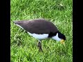 male masked lapwing plover