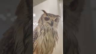 フクロウ保育園👶みんなで朝シャン〜🦉🚿✨