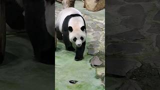 圓圓：吃飽睡睡飽吃不是我的風格 我飯後都要走秀運動 #panda #yuanyuan #cute #貓熊 #熊猫