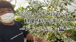 [ベンジャミン]今さらメインで話せない観葉植物の育て方Vol.8