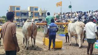 Rama Bheema Junior Bulls At Prathipadu Bull Race