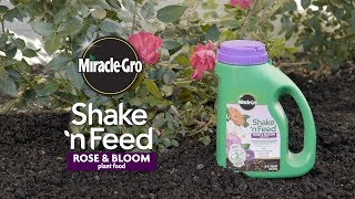 How to Use Miracle-Gro® Shake 'n Feed® Rose \u0026 Bloom Plant Food