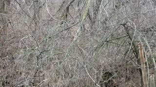 Cardinals in the trees at Jaycee Park in Lansing 11/18