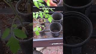 DIY Seed Starting Hacks: Save Money with Plastic Cups!