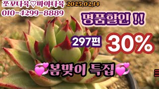 #쪼꼬다육 #297편#💞 봄맞이 특집 💞#💗명품창 30% 할인💗