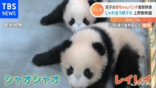 双子の赤ちゃんパンダ、最新映像 じゃれ合う様子も 上野動物園