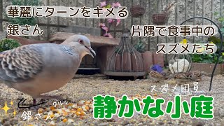 今日の小庭総集編(鳩数１羽)220313