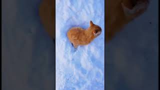 Funny cat | cute cats and dogs reaction animals doing funny things #funnycats #shorts #cats #168