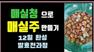 매실주 만들기 매실청으로 매실주담기 12일완성 빠른술발효